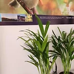 Entier Dans Un Espace De Verdure ペルピニャン