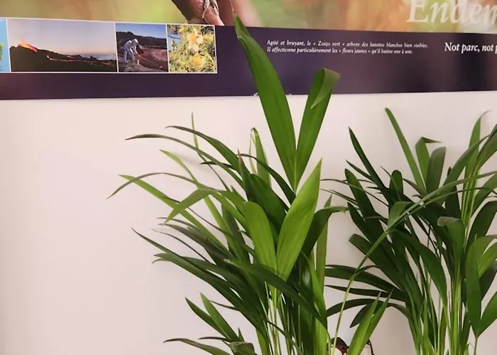 Entier Dans Un Espace De Verdure פרפיניין